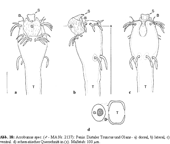 Acrobunus spec.: Penis