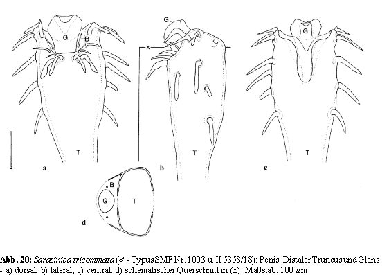 Sarasinica tricommata: Penis