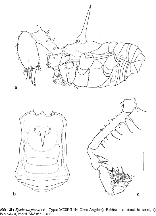 Epedanus pictus: Habitus