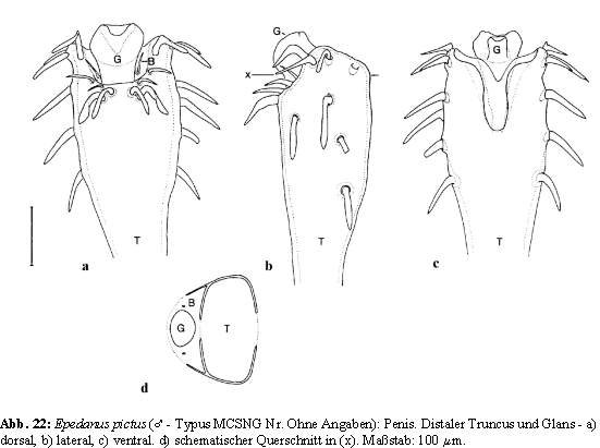 Epedanus pictus: Penis