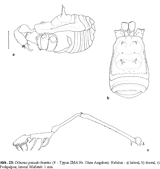 Dibunus pseudo-biantes: Habitus