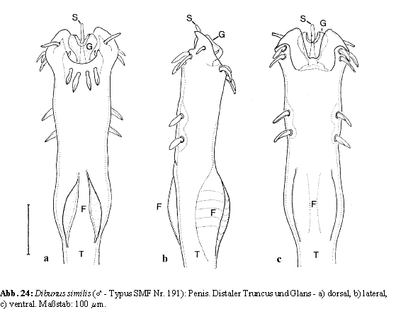 Dibunus similis: Penis